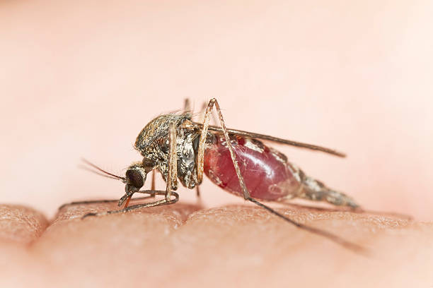 mosquito ssać krew, makro zdjęcia - haustellum zdjęcia i obrazy z banku zdjęć