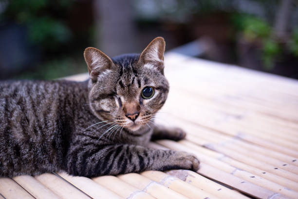 Blind cat or Injured cat looking with only one eye and lying on the table, Poor stray cat. Cat with disabilities help concept.
