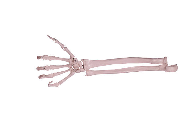 istock count 1 - hand and arm of bones 168827785