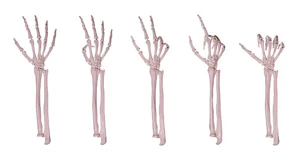 Photo of skeleton hands counting 1-5