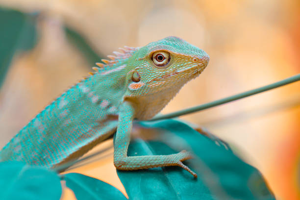 istock Close up Lizard perches on Leaf with Colorful Vivid 1688277941