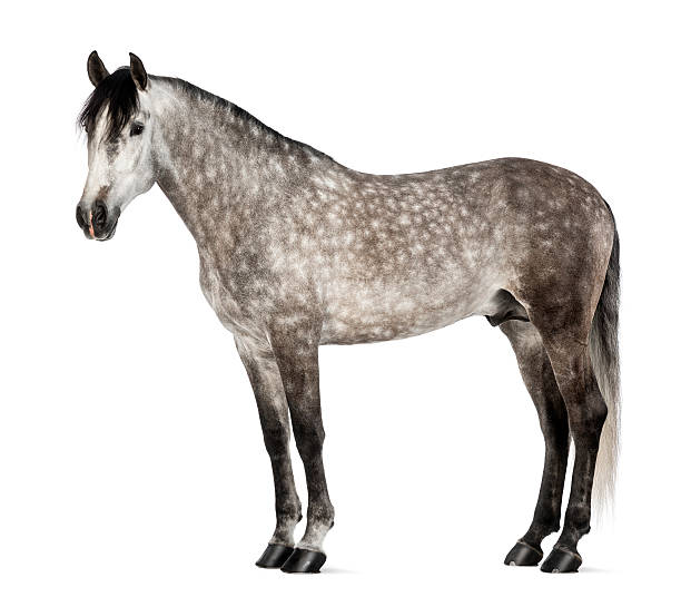 istock Andalusian also known as the Pure Spanish Horse 168827837