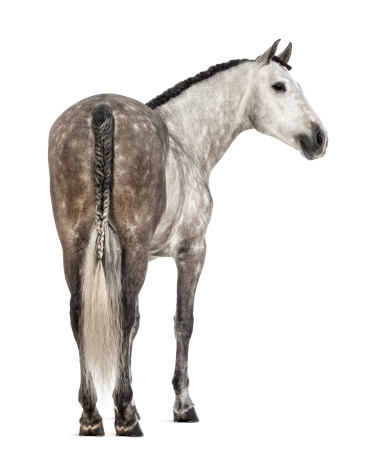 Rear view of an Andalusian, 7 years old, looking right, also known as the Pure Spanish Horse or PRE against white background
