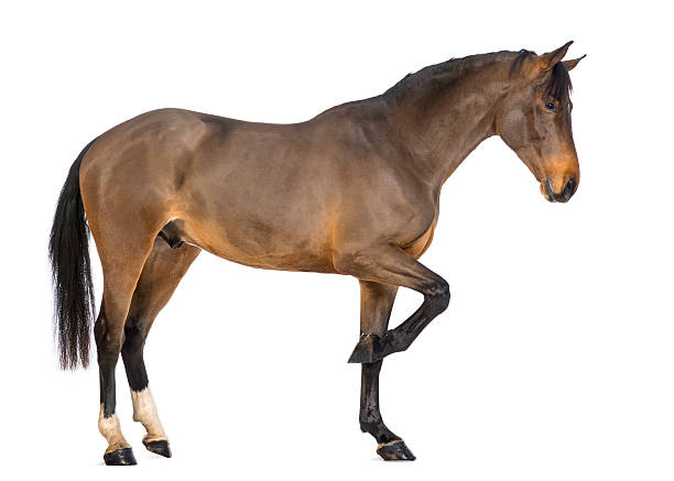 istock Side view of a Male Belgian Warmblood, BWP 168827900
