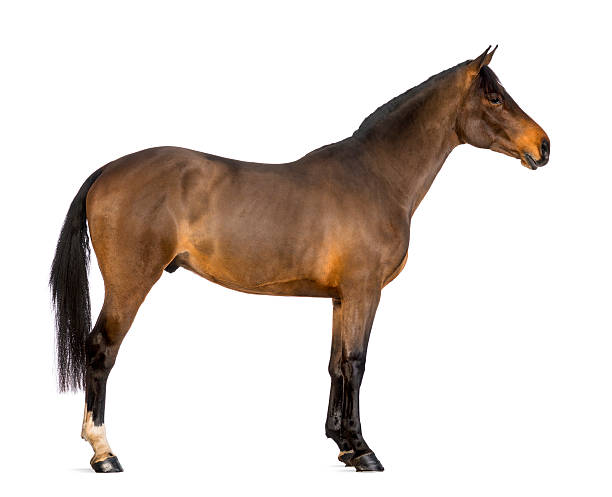 istock Side view of a Male Belgian Warmblood, BWP 168827908