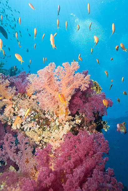 istock Vibrant orange and pink soft coral. 168827934