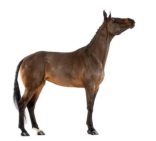 Side view of a Female Belgian Warmblood stretching its neck, BWP, 4 years old, with mane braided with buttons against white background