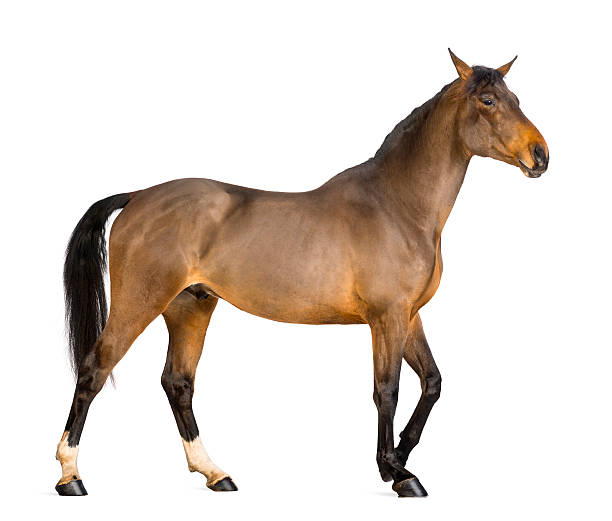istock Side view of a Male Belgian Warmblood, BWP 168827944
