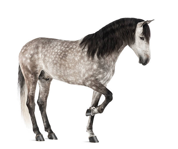 istock Andalusian raising front leg, 7 years old 168827952