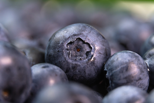 Ripe blueberries with drops, macro photography. Background blueberry texture