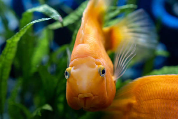 istock Orange parrot fish in the aquarium. Red Parrot Cichlid. Aquarium fish. 1688281902