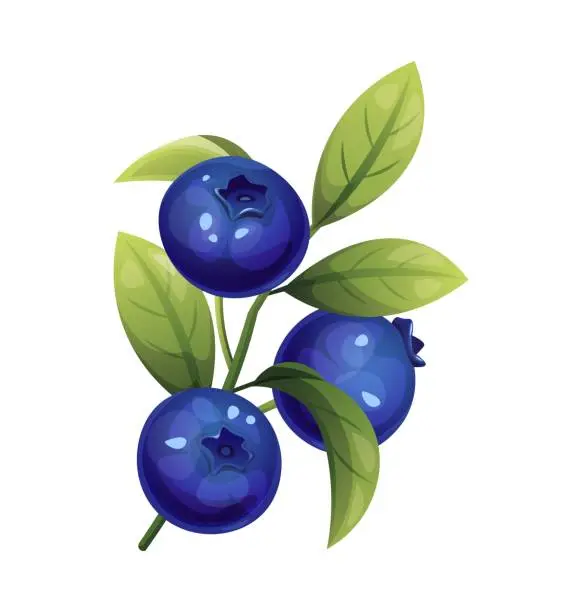 Vector illustration of Blueberries on a white isolated background. Branch of forest blueberry in cartoon style. Berries and leaves for decor, stickers, prints, badges.