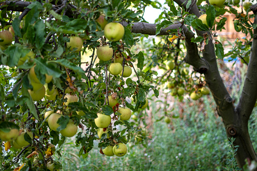 Organic Apple orchard or plantation