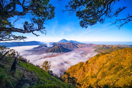 Beautiful landscape scenery of Mount Bromo National Park from the top of the king kong hill with trees frame in the foreground,Amazing view landscape in indonesia