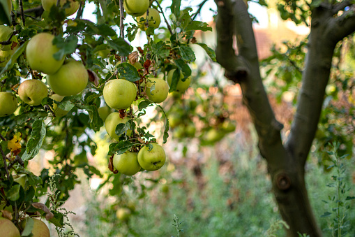 Branch of apple tree loaded with many apples