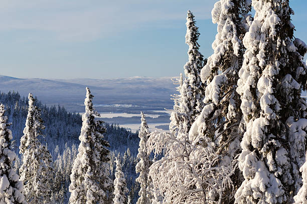istock Winter forest landscape, Kola Peninsula, Russia 168829028