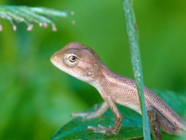istock a brown lizard sitting on top of a leaf near a bush 1688290804
