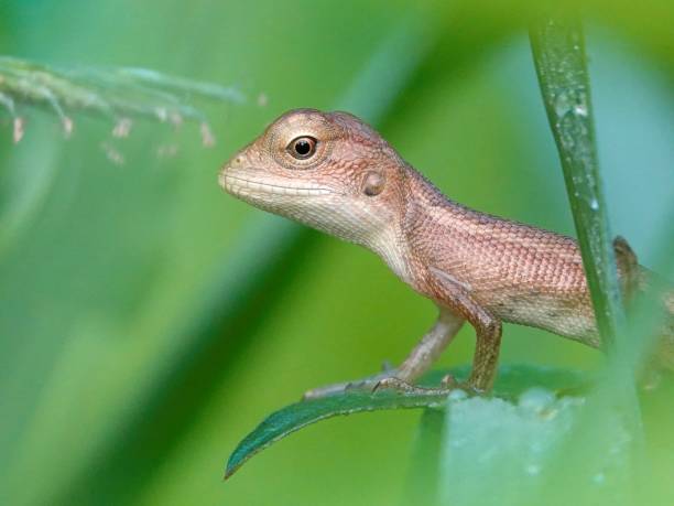 istock an animal sitting on a tree limb looking over its shoulder 1688291329