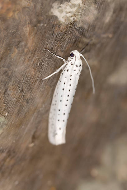 鳥-チェリーオコジョモス（yponomeuta evonymella )純 - insect moth nature ermine moth ストックフォトと画像