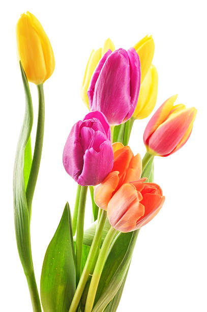 istock Bouquet of tulips isolated on white background 168829560