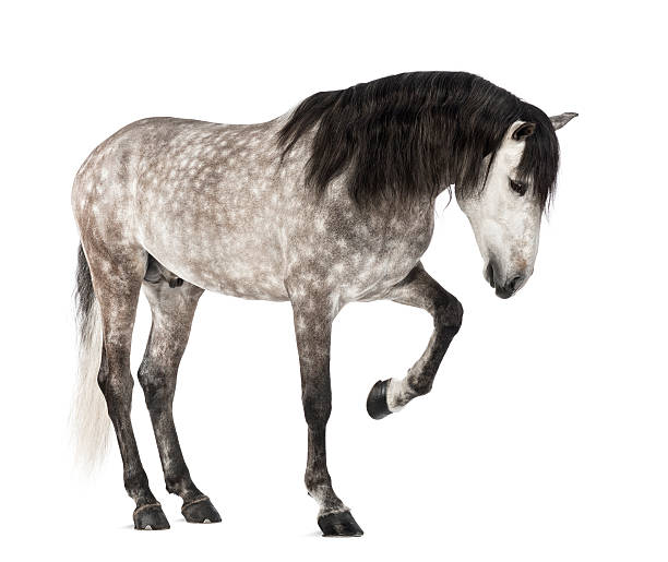 istock Andalusian horse raising front leg, 7 years old 168829581