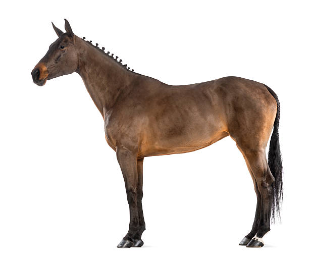 istock Female Belgian Warmblood, mane braided with buttons 168829696