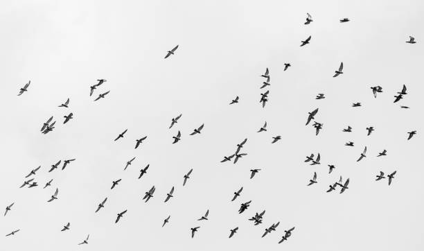 Germany, Berlin, July 22, 2023 -A flock of pigeons fly in the sky, Berlin Kreuzberg