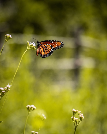 A vibrant queen butterfly (Danaus gilippus) butterfly atop a sunlit flower