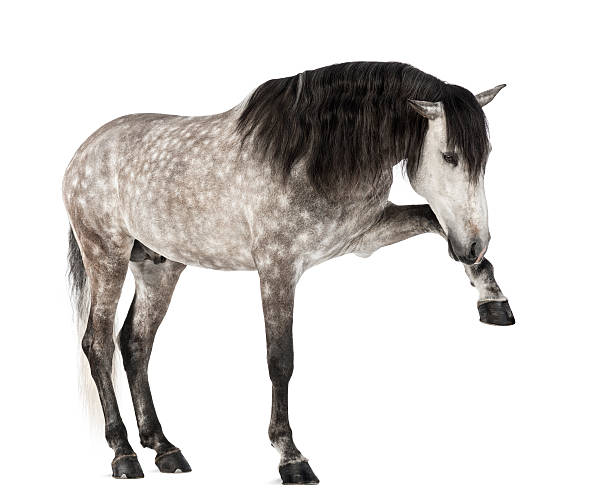 7-year-old Andalusian horse raising one front leg