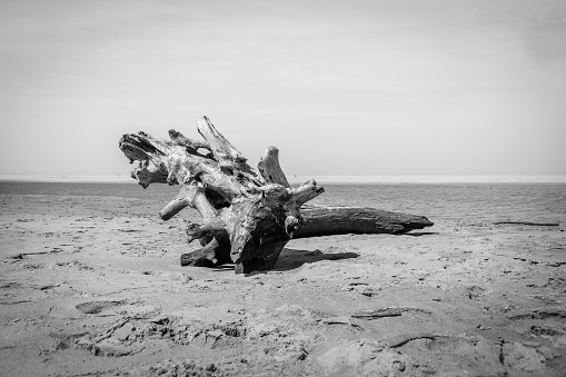 A single piece of driftwood, in black and white, stranded and photographed on a beach near Amanzimtoti on the KwaZulu Natal south coast. This piece is called Apprentice.