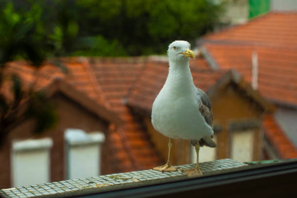 A seagull is sitting on the railing of the balcony