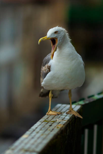 istock A seagull screams sitting on the balcony railing. 1688301834