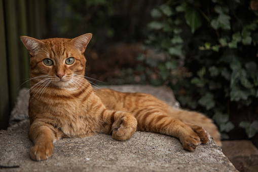 Domestic cat in a garden