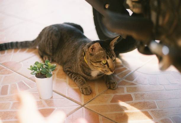 istock My little old friend 1688310637