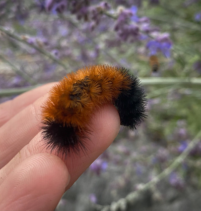 A woolly bear caterpillar, the larval stage of the Isabella tiger moth, Pyrrharctia Isabella, clings to the tip of a finger in the garden.  Woollybear folklore is a common predictor of the upcoming winter weather in the US and Canada.