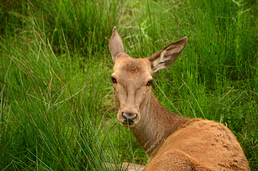 Close-up of a single female red deer looking over shoulder. Deer in grass area.