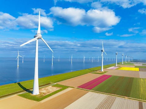 Wind turbines on a levee and offshore in Flevoland, The Netherlands, during springtime seen from above with fields of blossoming tulips. Flevoland is a modern polder in the former Zuiderzee designed initially to create more land for farming.