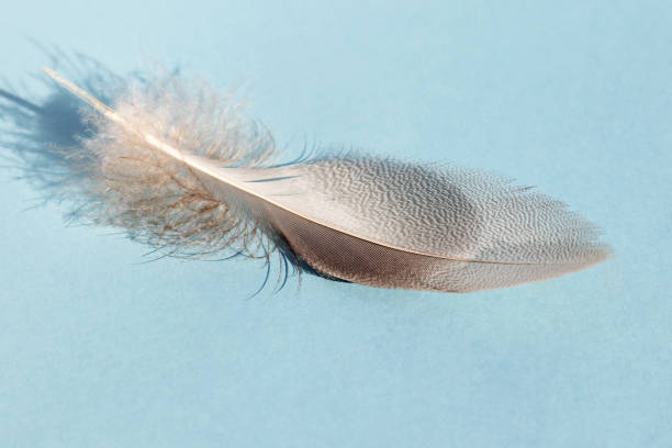 istock A bird's light light feather lies on a blue isolated background. 1688323146