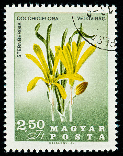 istock Sternbergia Colchiciflora Stamp 168832396