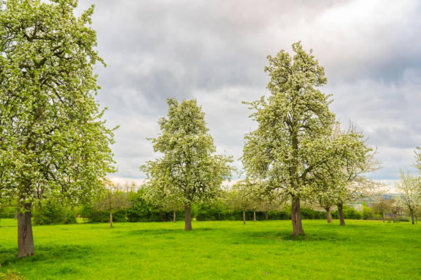 Blossoming fruit trees during springtime in South Limburg, Netherlands. Southern Limburg has long been one of The Netherland's main fruit-growing areas.
