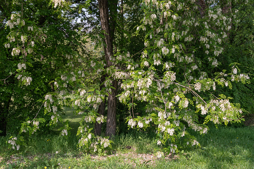 In many European countries, including Italy, black locust is the source of the renowned acacia honey.