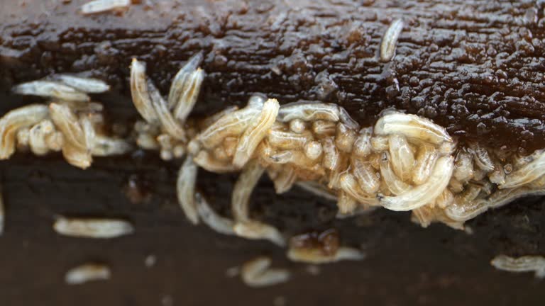 Close-up macro of fruit fly larvae roaming on a decomposing fruit.