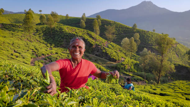 tamil selettori raccolta di foglie di tè con piantagione, india meridionale - tea crop picking agriculture women foto e immagini stock