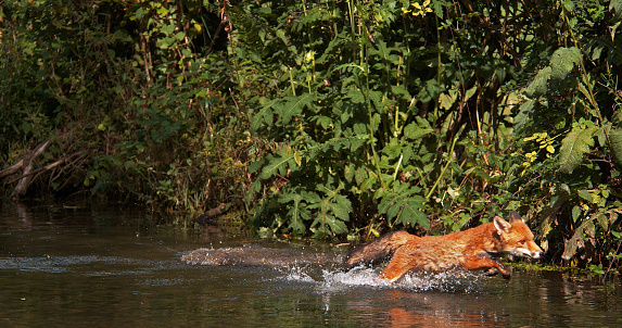Red Fox, vulpes vulpes, Adult crossing River, Normandy in France