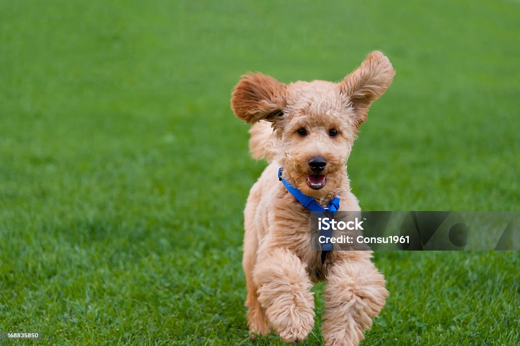 Caniche de cachorro - Foto de stock de Cachorro - Animal salvaje libre de derechos