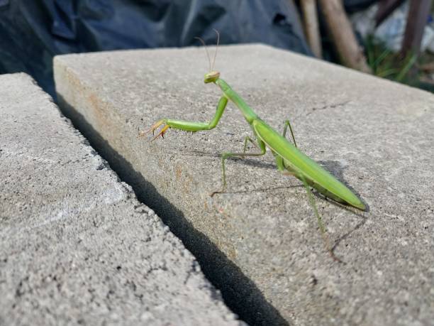 istock Green grasshopper mantis in the vegetable garden 1688358790