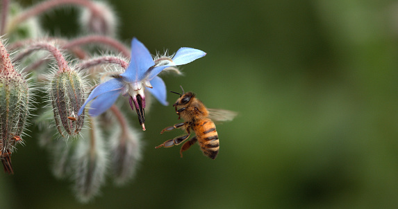 European Honey Bee, apis mellifera, Bee foraging a borage Flower, Insect in Flight, Pollination Act, Normandy,