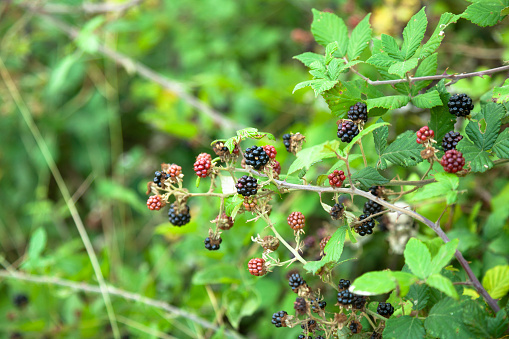 Fresh blackberries on the bush