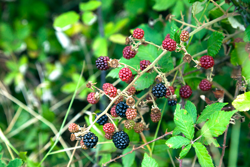 Branch of ripe raspberries in a garden on green background