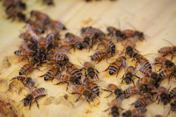 istock Bees - group of bees on the honeycomb cover 1688367633